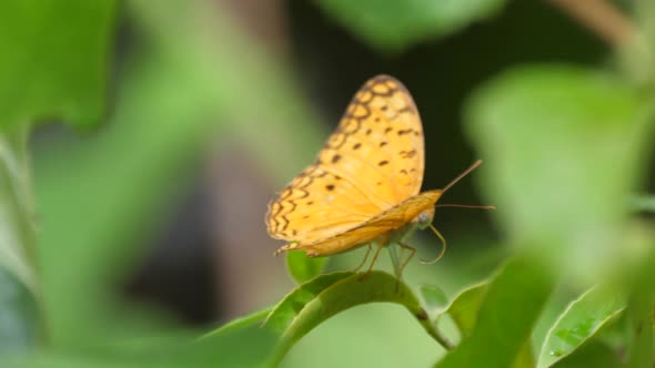 Butterfly on a leaf