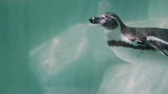 Magellanic Penguin (Spheniscus Magellanicus) In Clear Blue Waters. close up, slow motion