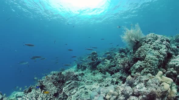 Coral Reef and Tropical Fish. Panglao, Philippines