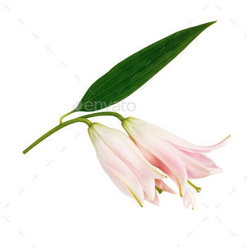 Pink lily flower buds with green leaf isolated on white background