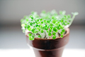 water drops on green sprouts - PhotoDune Item for Sale