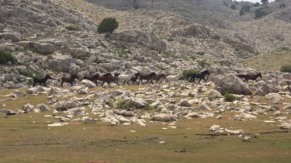 Wild Horse Herd Running