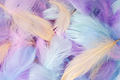 Pastel Colored Feathers - PhotoDune Item for Sale