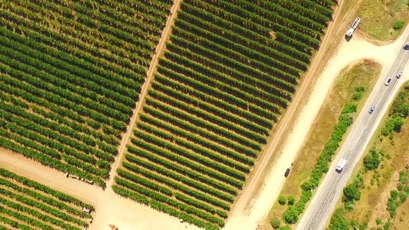 Garden of Fruit Trees Near the Road