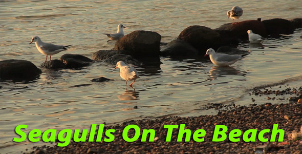 Seagulls on the Beach