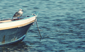 A seagull on a boat - PhotoDune Item for Sale