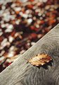 A dry leaf on a bench - PhotoDune Item for Sale
