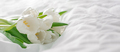 White tulips flowers on the white background. Copy space. Long panoramic banner for design. - PhotoDune Item for Sale