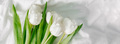 White tulips flowers on white textile background. Easter, Spring holiday concept - PhotoDune Item for Sale