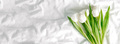 White tulips flowers. Top view, copy space. Long panoramic banner for design. - PhotoDune Item for Sale