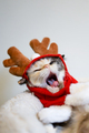 Portrait of a funny ragdol cat resting in a Christmas reindeer costume. - PhotoDune Item for Sale