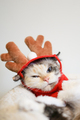 Portrait of a funny ragdol cat resting in a Christmas reindeer costume. - PhotoDune Item for Sale