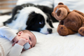 Cute little baby with his teddy bear and dog lying together on bed - PhotoDune Item for Sale