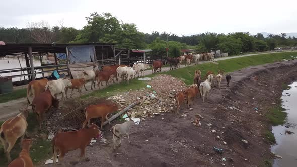 Flock of cows walk at dirty path