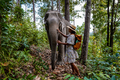 Asian women visiting a Elephant sanctuary in Chiang Mai Thailand, girl with elephant in the jungle - PhotoDune Item for Sale