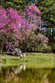 Cherry blossom Northern Thailand, The wild Himalayan cherry Sakura Thai in full bloom Doi Inthanon - PhotoDune Item for Sale
