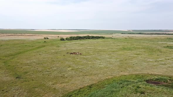 Aerial View. A Valley with Farm Fields on the Horizon. A Grazing Cattle Below