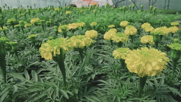 Marigold Flowers in Glasshouse