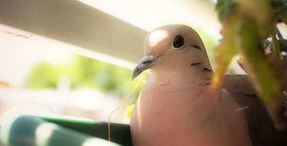 Bird On A Balcony