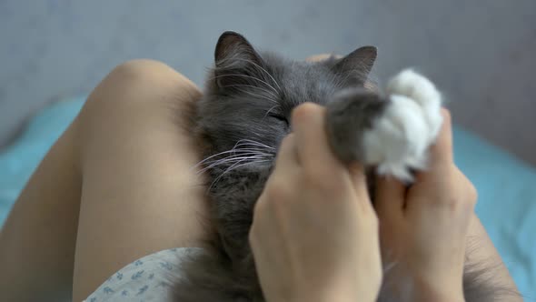 a Gray Cat Sleeps at the Girl’s Legs and Takes a Massage