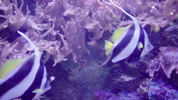 Close Up of Striped Fish Swim in Ocean