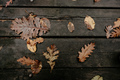 Flat lay of leaves. Dry leaves concept.  - PhotoDune Item for Sale