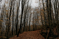 Autumn forest - PhotoDune Item for Sale