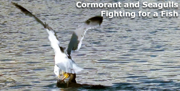 Cormorant and Seagulls Fighting for a Fish