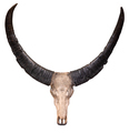 Isolated Cow Skull And Horns - PhotoDune Item for Sale