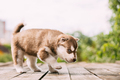 Four-week-old Husky Puppy Of White-brown Color Standing On Wooden Ground. - PhotoDune Item for Sale