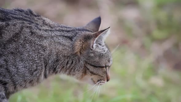 Close up of tabby cat walking in garden