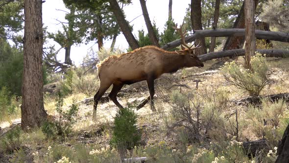 Bull Elk walking up hill in forest