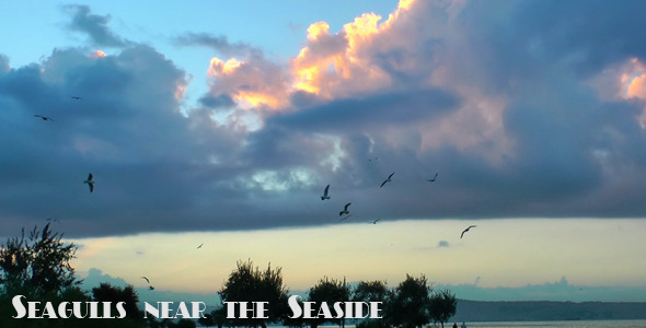 Seagulls Near the Seaside