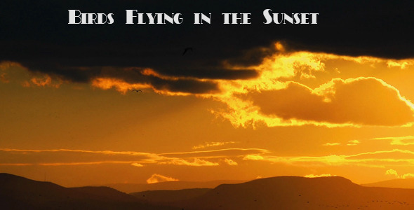 Birds Flying in the Sunset