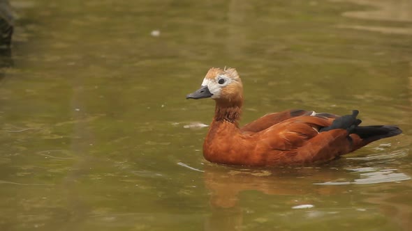 Ducks in the lake