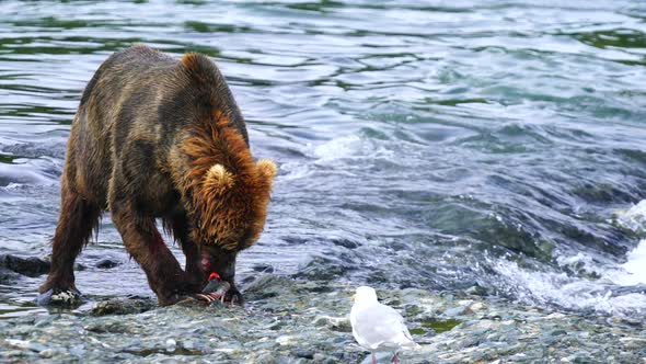 Grizzly Bear Tears and Consumes a Salmon recently caught in McNeil River Alaska