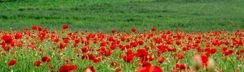 Mesmerizing shot of red tulip fields - perfect for your page cover