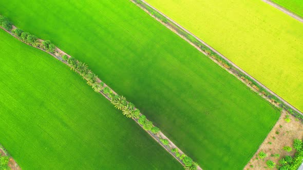 Aerial view of agriculture in rice fields for cultivation. Natural texture