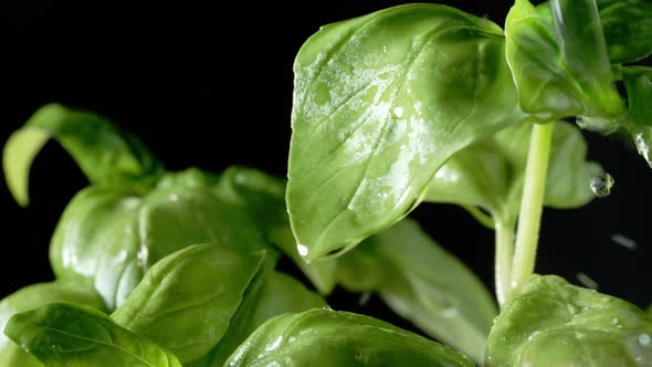 Fresh Basil Leaves with Water Drops