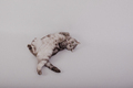 Cute cat - PhotoDune Item for Sale