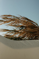 Nature - PhotoDune Item for Sale