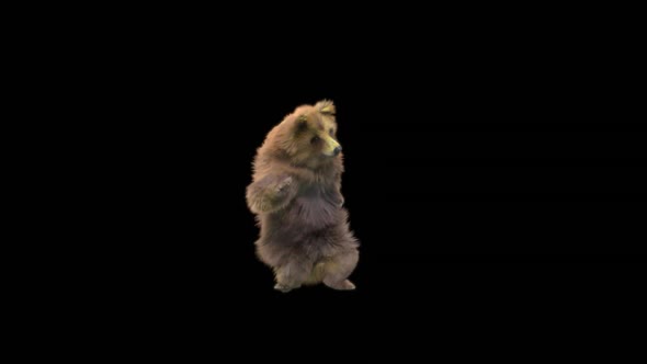 132 Bear Dancing HD