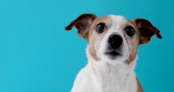 Dog Head on Blue Background