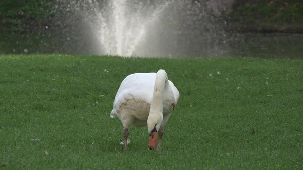 Swan eating grass