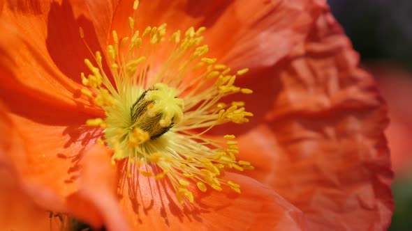 Orange    boreal flowering plant Iceland Poppy in the garden 4K 2160p 30fps UltraHD footage - Detail