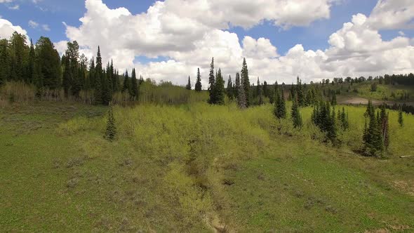 Aerial view flying over trees on rolling hills in the forest