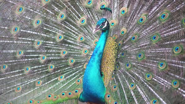 Peacock expand the wing