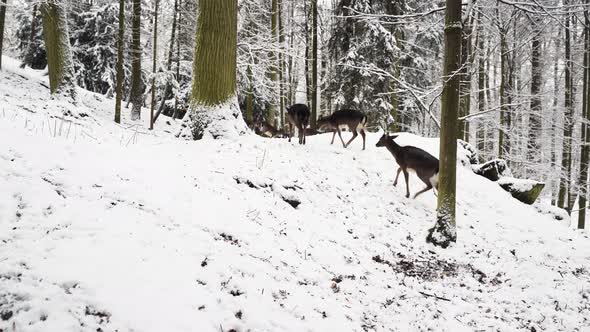 Fallow deer herd trotting in snow in a winter forest,Czechia.
