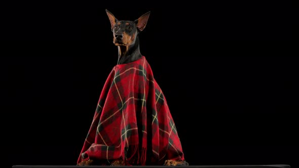 Profile Portrait Dark Brown Doberman Red Plaid Blanket