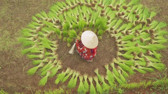 Aerial view of a farmer collecting rice plants in green paddy field, rice bale